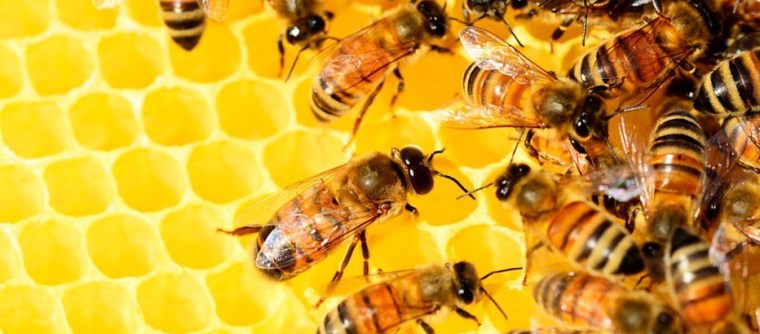 (Spanish) LAS ABEJAS DECLARADAS EL SER VIVO MÁS IMPORTANTE DEL PLANETA